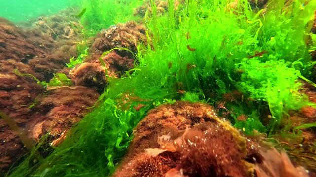 Black Sea macrophyte algae, green algae Enteromorpha intestinalis and red Ceramium algae on the shore in clear water in the Black Sea
