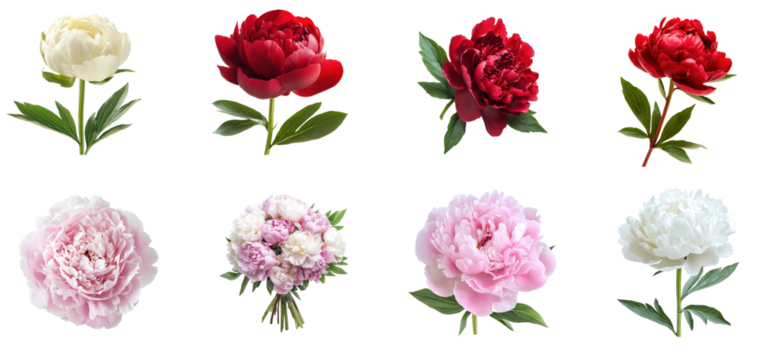 Collection of peony blossom, opening to reveal layers of petals. full length isolate on transparent background