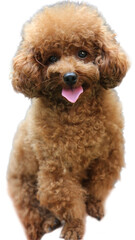 A cute and cuddly brown poodle puppy is perfect for pet blogs, social media posts, pet care websites, and dog grooming ads