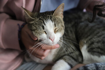Close-up of a cat with its eyes closed, taking a nap, relaxed, on its owner's lap