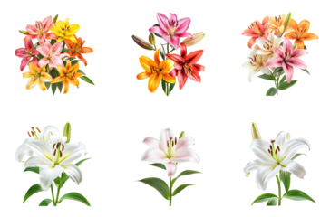 Collection of lily garden, bursting with color and life. full length isolate on transparent background