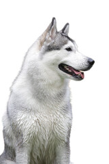 Wet grey and white husky dog ​​in natural environment, perfect for pet care, animal lovers and outdoor themed designs.