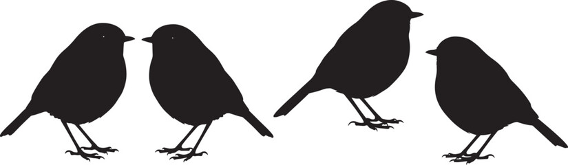 Robin bird with puffed chest vector illustration