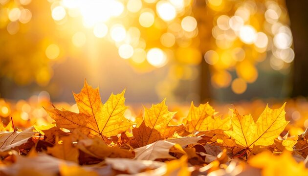 autumn leaves background