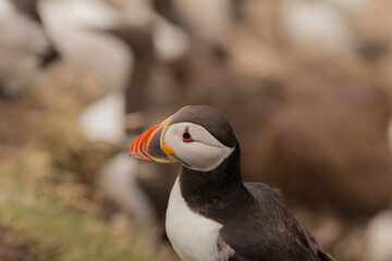 This is a stunning and colorful portrait of a puffin among a variety of other bird species