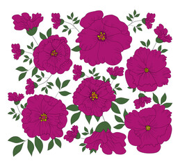 Flower Collection. Set of peonies for greeting cards and fabric decoration. Set of Peonies. Drawing in flat style.  Vector floral illustration