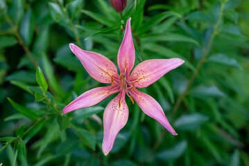 a large flower of a pink beautiful lily. High quality photo