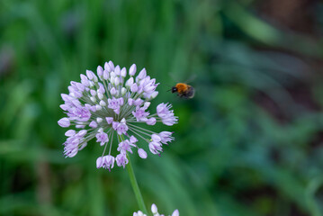 a beautiful bumblebee flies on a decorative bow. High quality photo
