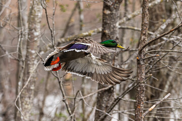 Mallard Duck in flight