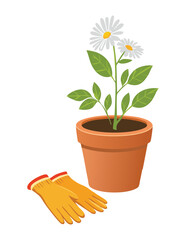 Daisy Plant in Pot with Gardening Gloves
