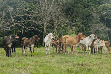 Diverse Brahma-Type Cattle in Rural Scene
