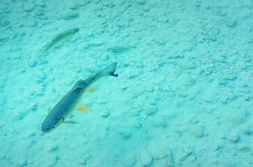 Small lake fish swim in shallow water