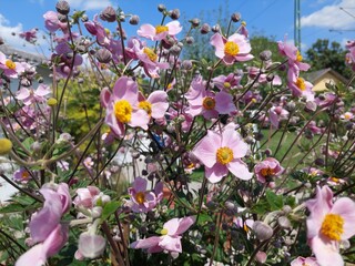 flowers in the garden