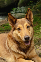 Rural Dog Portrait from Colombian Amazon
