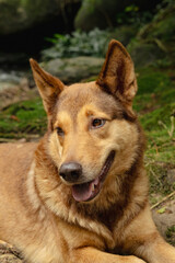 Friendly Stray Dog from Caquetá Region
