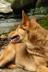 Loyal Companion: A Dog's Gaze in Caquetá
