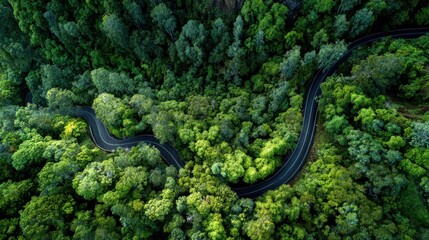 Aerial aerial road winding path forest tree canopy.
