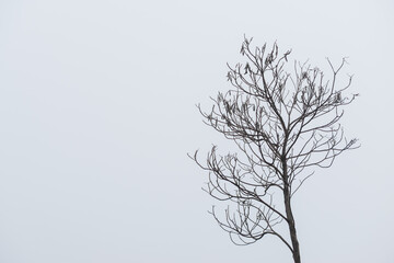Minimalist scene with dry tree on right third and cloudy white sky background