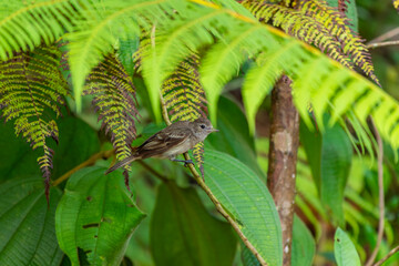 Portrait of a Buff-throated Saltator perched on a dry branch in a dense tropical forest