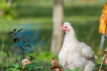 Close-up profile of a white Silkie hen in a green rural garden
