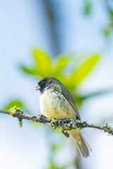 Close-up of a Variable Seedeater (Sporophila aurita) perched on a mossy branch