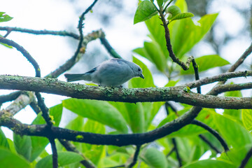 Blue-gray Tanager Eating Banana on a Mossy Branch in Tropical Forest