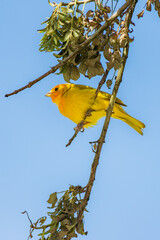 Saffron Finch perched on a dry branch against a clear blue sky