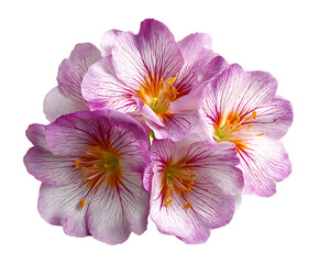 Colorful blooming primrose with soft natural charm