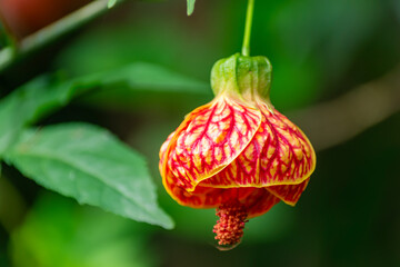 Close-up of Abutilon pictum flower with vivid red and yellow patterns