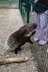 Indian crested porcupine or Hystrix indica.. Porcupine in a small zoo.