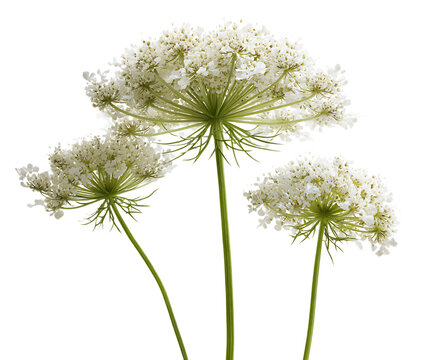 Wild queen annes lace flowers in full bloom