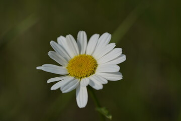 Obraz premium yellow and white daisy 