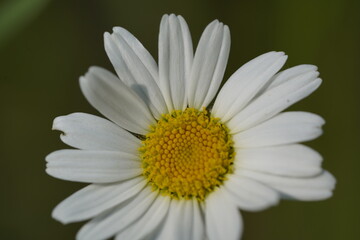 Obraz premium yellow and white daisy 