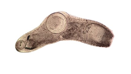 A fluke (trematode) with an elongated, flattened, and unsegmented body, possessing two suckers (one...