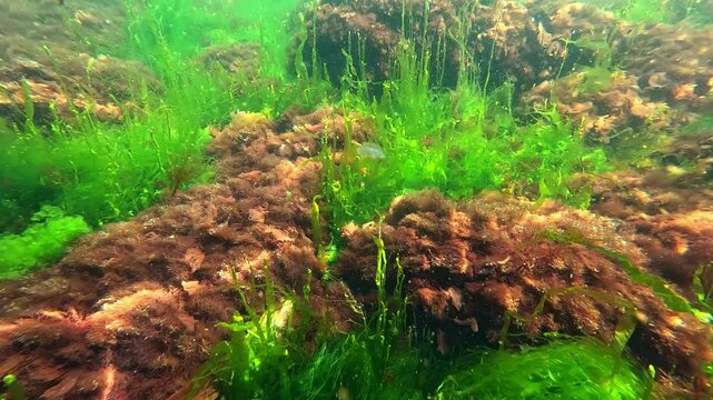 Black Sea macrophyte algae, green algae Enteromorpha intestinalis and red Ceramium algae on the shore in clear water in the Black Sea
