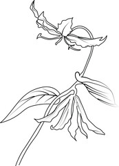 Single line drawing of a beautiful fresh honeysuckle flower for home wall art decor. Printable poster decorative sword honeysuckle flower concept. Modern line drawing flower design vector illustration