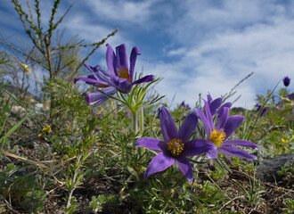 Russia. South Of Western Siberia. Lumbago disclosed (Sleep-grass) - the first spring flowers on the...
