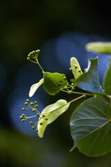 Lush Green Linden Leaves and Developing Buds.
