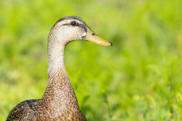 Portrait of a Mallard (Anas platyrhynchos) perched in the grass.