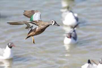 A male blue-winged teal (Spatula discors) in flight.
