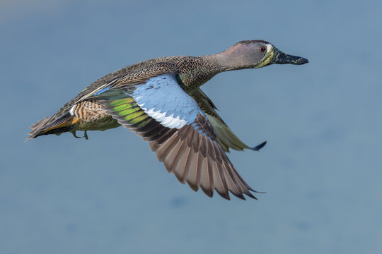 A male blue-winged teal (Spatula discors) in flight.
