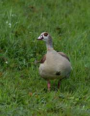 Egyptian Goose foraging on Green Grassland