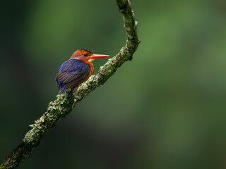 African Pygmy Kingfisher Perched on Mossy Branch