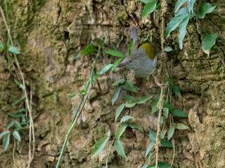 Green-backed Camaroptera Foraging on Tree Bark  