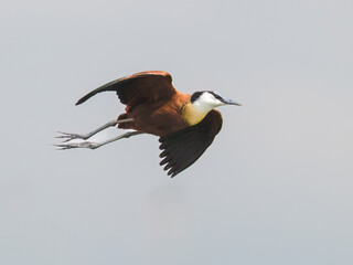 African Jacana in Flight against sky