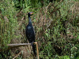 Reed Cormorant Perched on a Branch in Lush Wetland