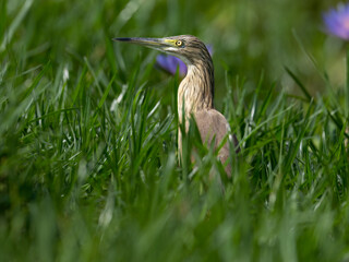 Squacco Heron foraging in Wetland Grass with Water Lilies