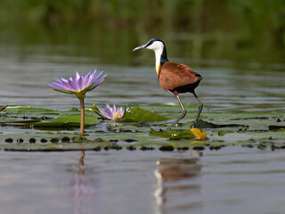African Jacana Walking on Water Lilies in Wetland Habitat