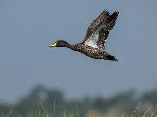Yellow-billed duck Flying Over Wetland Habitat