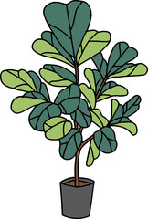 Fiddle Leaf Fig Plant in Pot: A healthy fiddle leaf fig, celebrated for its large, vibrant leaves, sits contentedly in a stylish, contemporary pot. a visual representation of nature
